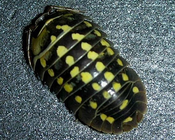 isopoda Armadillidiidae:  Armadillidium cfr. gestroi